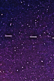  La naturaleza dando lugar a la tecnología. Seis satélites son fácilmente visibles; un séptimo es muy tenue a la derecha. Tenían una magnitud de 3,3 y eran visibles a simple vista. La exposición fue de 2 segundos, Satélites Starlink 6, vistos el 28 de abril de 2020 sobre el estado de Georgia, EE. UU.