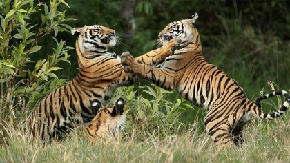 Two Warring Big Cats at Bandhavgarh