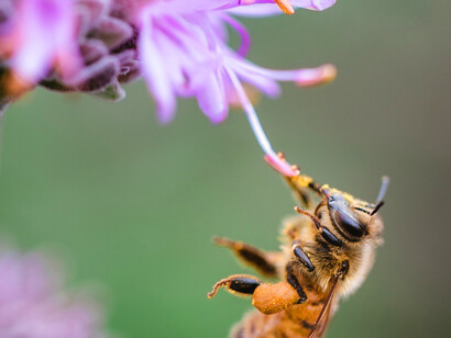 Bee sipping on purple flower