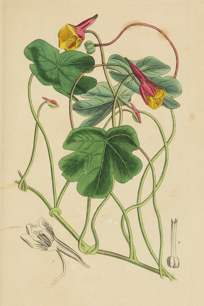 Ilustración de la flor de mashua en el Diccionario Clásico de Ciencias Naturales, 1837