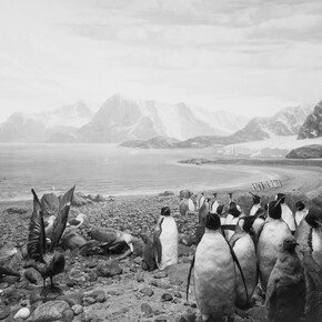 Hiroshi Sugimoto, Birds of the South Georgia, 2012, stampa ai sali d’argento, 119,5 x 184,5 cm, Courtesy l’artista 
