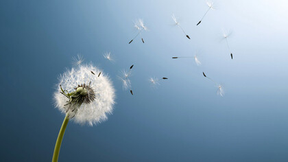 Semillas de un diente de león flotando en el aire