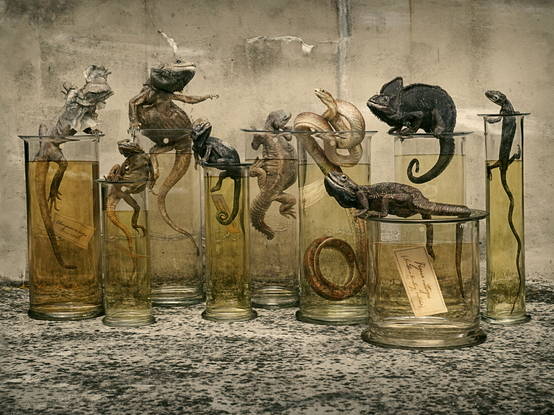 Specimen Jars, 2014, courtesy of Sinke and van Tongeren