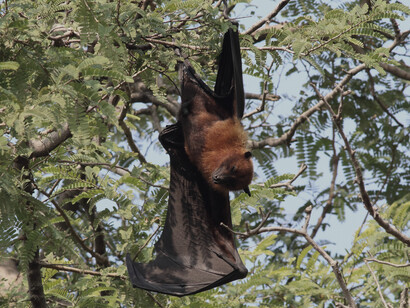 Indian Flying Fox on grounds of Chambal Lodge © Gehan de Silva Wijeyeratne