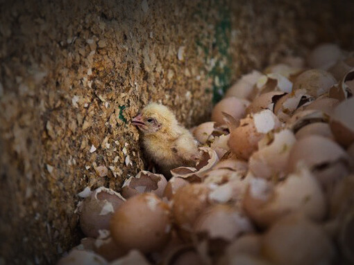 Los procedimientos para lograr la entrega pronta del producto se traducen en un forzado desarrollo de los animales