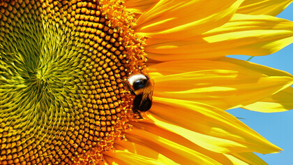 Géométrie sacrée du tournesol. Au-delà de ses vertus, la fleur de vie détient un code mathématique, gardien des secrets de l’univers : le nombre d’or