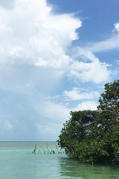 Manglares en la isla de Holbox