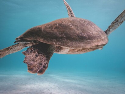 Uma tartaruga marinha no oceano