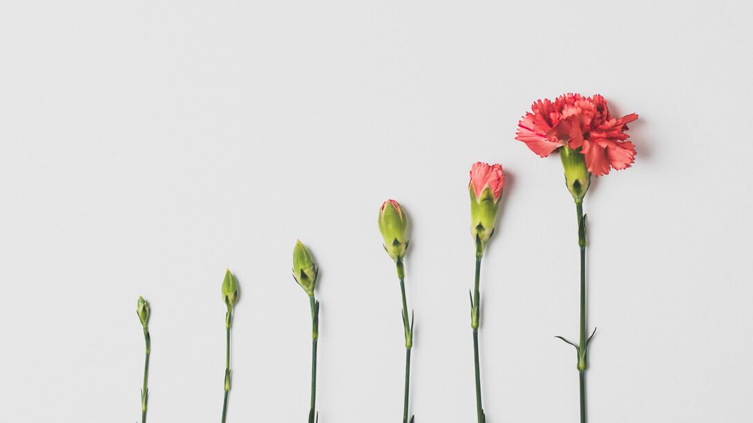 Evolvere. Fiore che sboccia