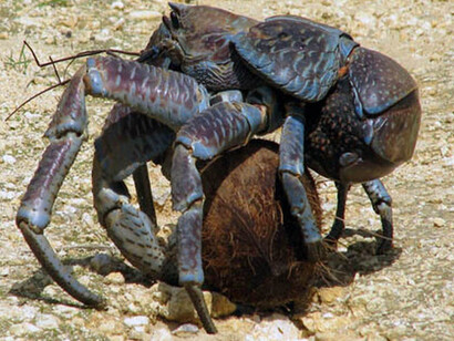 Un granchio del cocco in azione