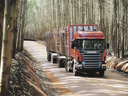 Camiones transportando el cargamento de madera a través de Chile