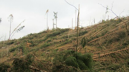 Altopiano di Piné, Trentino Alto-Adige, Italia. Gli sradicamenti causati dalla Tempesta Vaia nel mese di ottobre del 2018