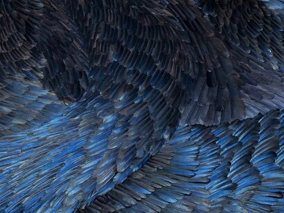 Renaturing Nature. Courtesy of Hignell Gallery 