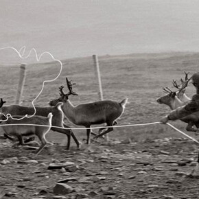 Frost. Courtesy of Canadian Museum of Nature