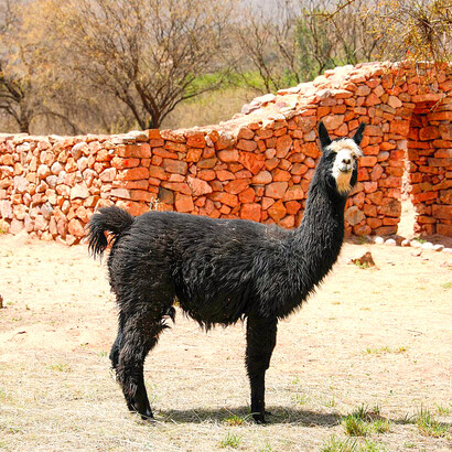 A diferencia de Perú, donde predominan la alpaca y la vicuña, en Bolivia y Argentina la llama es una especie clave tanto por su historia ancestral como por su potencial productivo