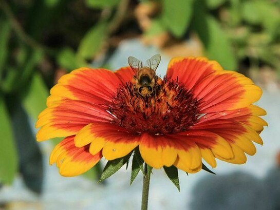 Kat Dennis, Looking Bee, Photography on Canvas, 11" x 14"