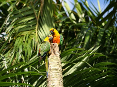 A pauta cai como uma luva no colo do governo do presidente Lula. Conhecido pelo apoio às pautas de preservação ambiental, esse evento vai fornecer o palanque para o marketing ambiental.  O governo, que está em recuperação de sua popularidade e de suas pautas, precisa do máximo de palanques possível