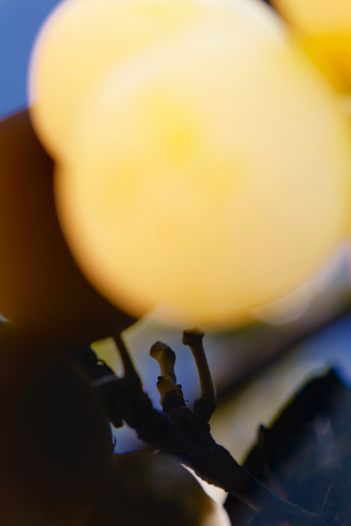 Manuela Marques, Fruit, 2015, impression pigmentaire sur papier RC, 125 x 187 cm, courtesy of galerie anne barrault