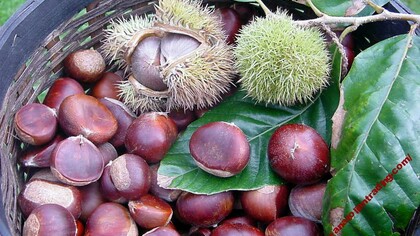 Frutti e ricci di Castanea Vesca