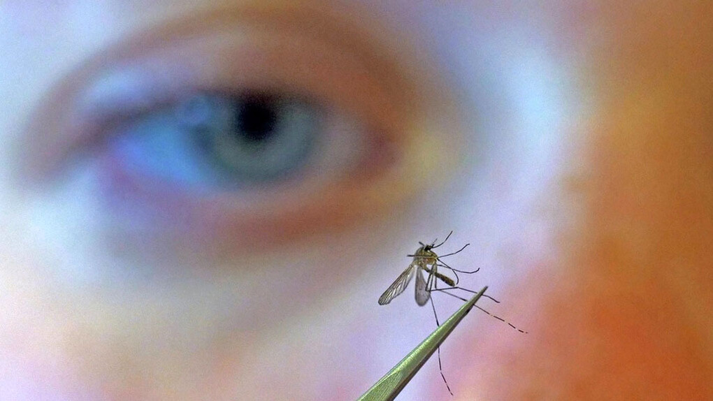 Científico estudiando el mosquito «Aedes aegypti»