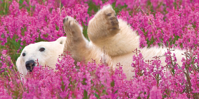 Canada Goose Arctic Gallery. Courtesy of Canadian Museum of Nature
