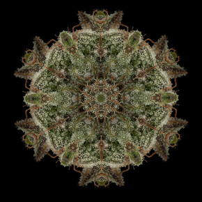 OG Kush. Courtesy of Alfa Gallery