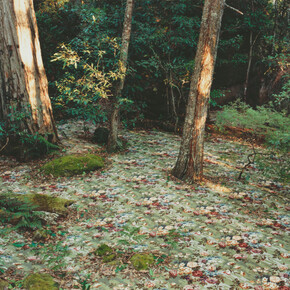 Rosemary Laing, groundspeed (Rose petal) #17, 2001. Courtesy of Galerie Lelong
