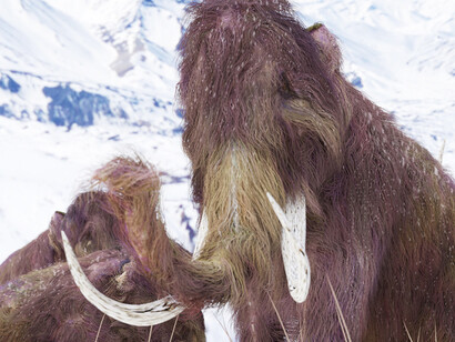 Mammuthus americanum