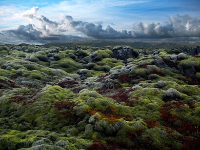 Rob Fiocca. Dancing Landscape