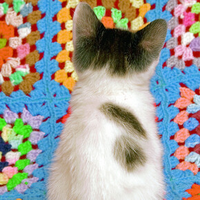 Arne Svenson, Strays 27 (detail), 2010. Courtesy of Robert Klein Gallery