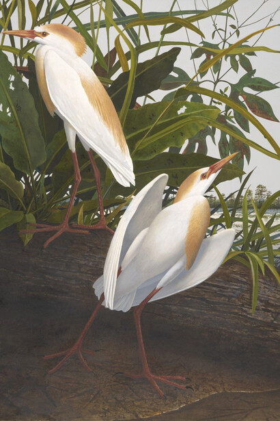Cattle Egret
Scott Gentling (1942–2011) Stuart Gentling (1942–2006)