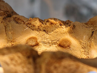 Fossile di Homo heidelbergensis, nel museo Domus, A Coruña, Spagna  (Fernando Losada Rodríguez)