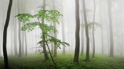 Il bosco di Betulle