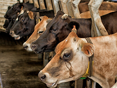 As vacas também choram