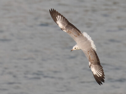 Grey-headed Gull, first winter © Gehan de Silva Wijeyeratne