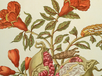 Maria Sibylla Merian. Courtesy of Kupferstichkabinett