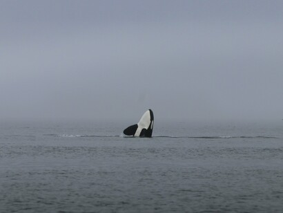 This orca in Telegraph Cove highlights the incredible biodiversity off Vancouver Island’s coast, where humpbacks, grays, and sea otters also thrive