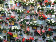 Pilar Albarracín, Muro de Geranios (detail), 2005. Courtesy of Galerie Vallois