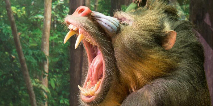 Monkeys. Courtesy of Royal Belgian Institute of Natural Sciences
