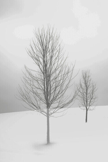 A barren tree represents the isolation born out of a failure to integrate