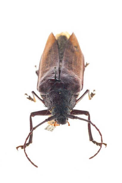Entomology. Courtesy of Royal BC Museum