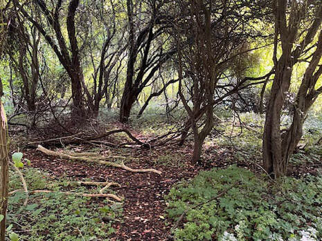 Amager Fælled, Parque natural
Hemisferio Norte, Copenhague, Dinamarca