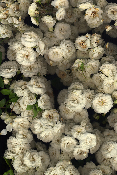 M. Nardone 2016 - Terril 3 - 117x85 cm - papier mat contrecollé sur aluminium - éd. 8