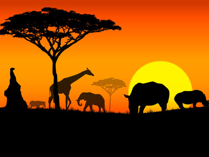 Beautiful animals at sunset
