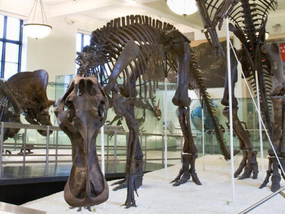 Hall of Ornithischian Dinosaurs. Courtesy of American Museum of Natural History