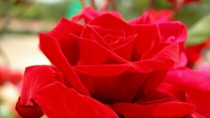 Close-up of a beautiful rose