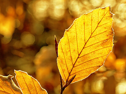 As we teach logic and innovation, we also need to study and appreciate Nature