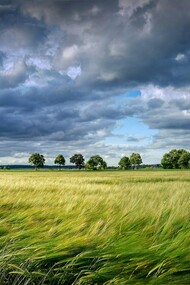 The terms resilience and community have gained an increasing centrality