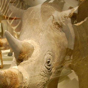 Africa Gallery. Courtesy of Harvard Museum of Natural History
