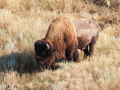 An American bison grazing on tall grasses